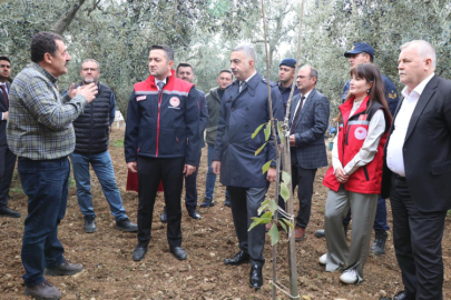 İlmeç, Yalova’da Zeytin Hasadını Başlattı!