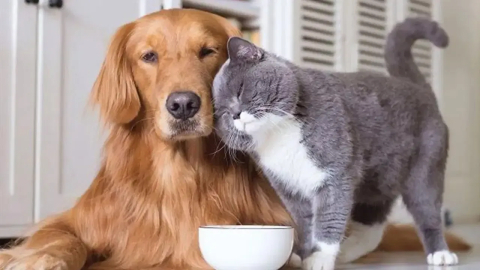 Çip Takmayan Yandı: Evcil Hayvan Sahiplerine Süre Daralıyor, Cezalar Kapıda!